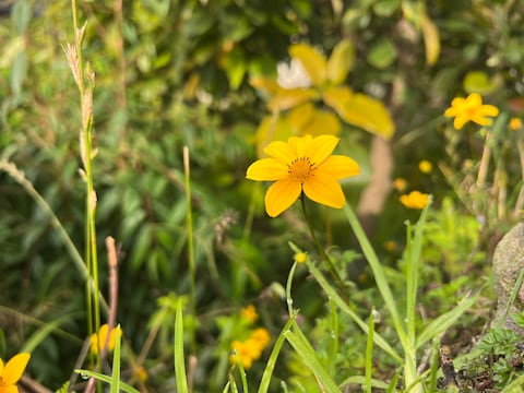 ¿Lengua indígena o lengua kichwa?