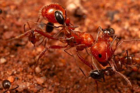 El primer ‘salón de belleza’ de insectos del mundo: el hallazgo histórico que revela cómo hormigas gigantes se dejan limpiar por una nueva especie