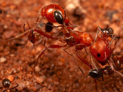 El primer ‘salón de belleza’ de insectos del mundo: el hallazgo histórico que revela cómo hormigas gigantes se dejan limpiar por una nueva especie