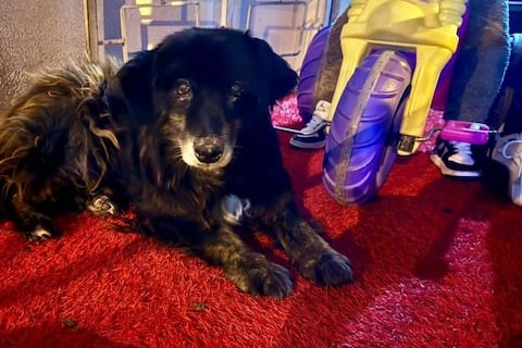 Oso, un perro de edad avanzada, fue perseguido y agredido en el sur de Quito