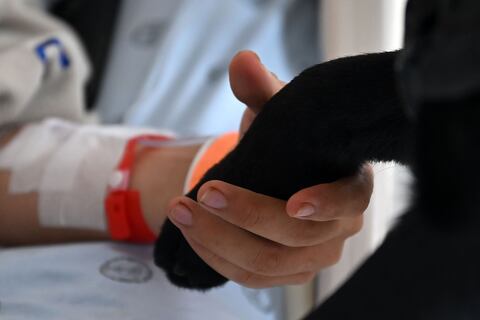 Dos labradores de 18 meses son clave en recuperación de soldados heridos en el combate a grupos armados