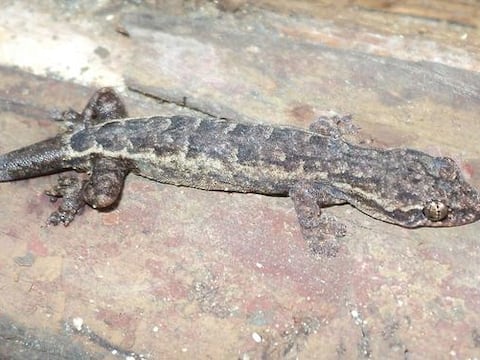 Dragones en miniatura ocultos en la selva: las 2 nuevas especies de gecko que parecen sacadas de una leyenda