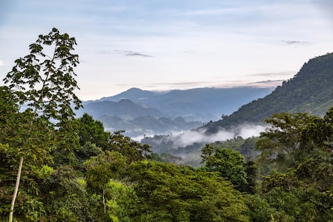 El refugio secreto de las polillas más grandes del mundo: científicos descubren un santuario de biodiversidad en el corazón del Chocó