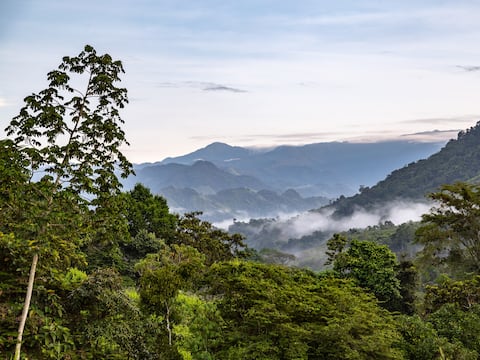 El refugio secreto de las polillas más grandes del mundo: científicos descubren un santuario de biodiversidad en el corazón del Chocó