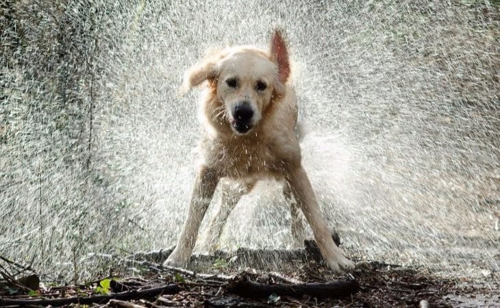 Enfermedades de las mascotas en épocas de lluvia, cómo prevenirlas | Sociedad | La Revista | El Universo