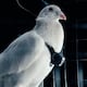 Innovación o aberración: empresa convierte palomas vivas en drones de vigilancia y las controla con un GPS en el cerebro