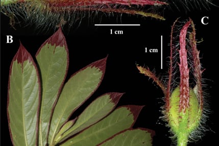 Escondida en la provincia de Esmeraldas, en Ecuador, y los departamentos del Chocó y Valle del Cauca, en Colombia, esta nueva especie está amenazada por la minería ilegal