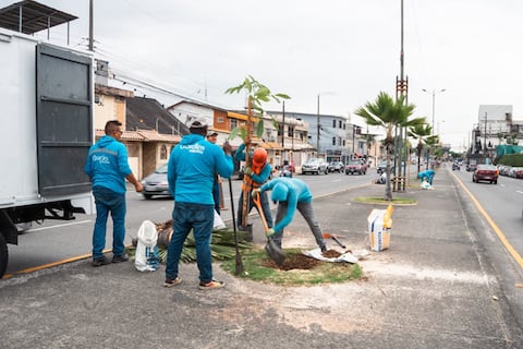 Palmeras dan paso a roble, caoba y cedro en la nueva arborización de Guayaquil