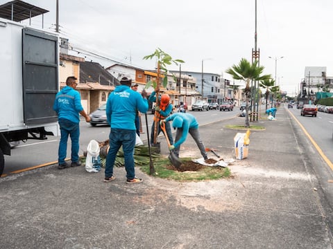 Palmeras dan paso a roble, caoba y cedro en la nueva arborización de Guayaquil