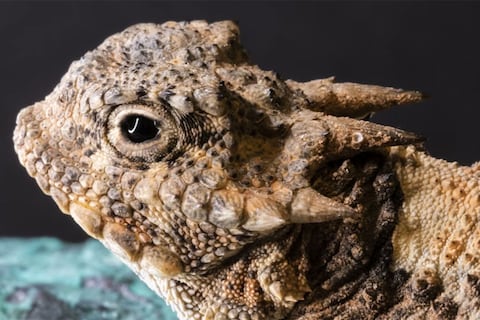 Uno de los animales más extraños del planeta vive en Estados Unidos: se infla hasta el doble de su tamaño, su piel está llena de púas y expulsa sangre tóxica por los ojos