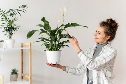 Estas tres plantas para interiores no solo florecen en invierno: son capaces de mantenerse vivas y hermosas con muy poca luz solar