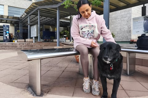 Proyecto lleva doce años en Quito integrando canes a la vida universitaria y concientizando sobre la tenencia animal: ‘Aquí los perros son importantes, son parte de nosotros’