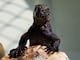 Hallazgo de iguanas de Galápagos en Guayaquil: ¿qué sanciones contempla la ley por tráfico de fauna silvestre?
