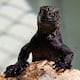 Hallazgo de iguanas de Galápagos en Guayaquil: ¿qué sanciones contempla la ley por tráfico de fauna silvestre?