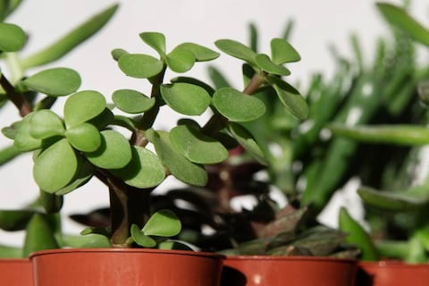 Por qué recomiendan regar tu planta de jade con agua de arroz: cómo preparar y usar