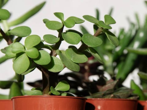 Por qué recomiendan regar tu planta de jade con agua de arroz: cómo preparar y usar