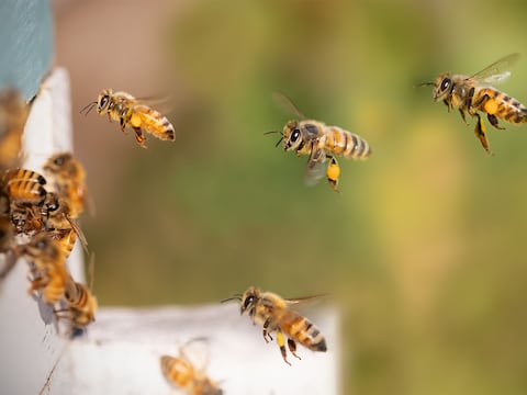 Campaña busca proteger a las abejas ante la varroasis que amenaza los cultivos