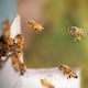 Campaña busca proteger a las abejas ante la varroasis que amenaza los cultivos