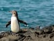 Pingüinos de Galápagos demuestran ‘sorprendente’ resiliencia ante amenazas como ratas introducidas y la crisis climática, revelan estudios científicos