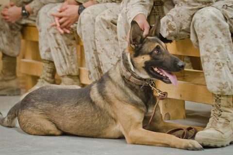 “Lesiones por calor, parásitos y estrés severo”: Escándalo en el Pentágono por la muerte de cuatro perros militares bajo malas condiciones de vida