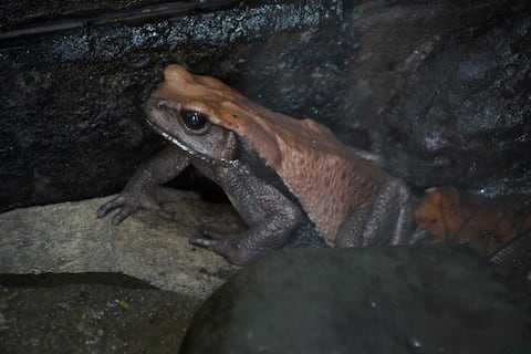Wikiri Sapoparque: el santuario que protege a 70 especies de sapos con secretos medicinales en la piel
