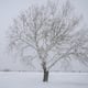 Video viral de árbol explotando bajo la nieve en Estados Unidos: meteorólogo explica que sí sucede y por qué