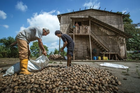 Exportadores: mayores riesgos para la tagua son precios que se pagan al agricultor y la desforestación