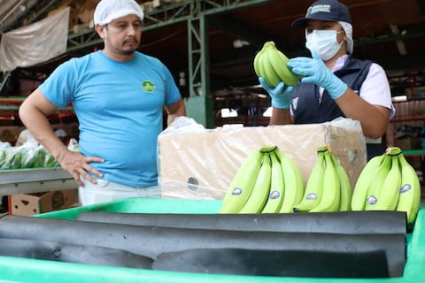 Sin impacto en exportaciones de banano y con preocupación por lluvias, al mes de confirmación de Fusarium en Ecuador