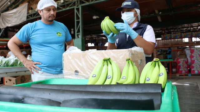 Sin impacto en exportaciones de banano y con preocupación por lluvias, al mes de confirmación de Fusarium en Ecuador
