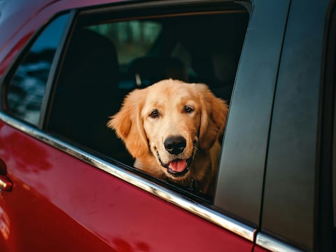 Esta es la raza de perro perfecta para ti, según tu fecha de nacimiento