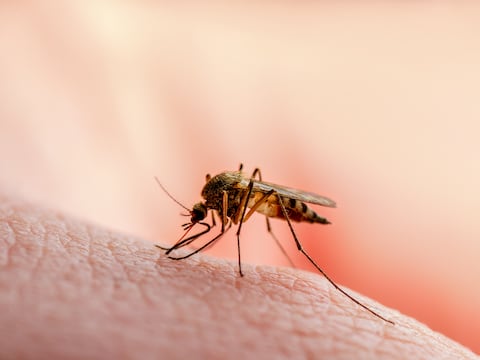 Casos de malaria en Ecuador se redujeron en más del 80 %