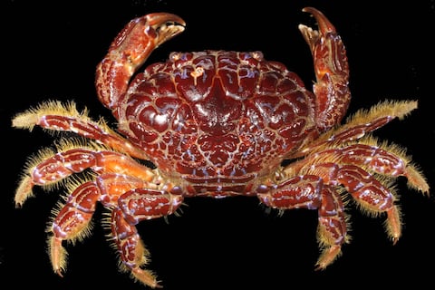 El cangrejo del diablo, el peligroso crustáceo que provocó la muerte de influencer en Filipinas