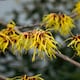Cómo cultivar hamamelis en invierno: la planta de la belleza inesperada