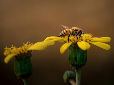 Las abejas son artistas innatas: Se menean cuando son observadas