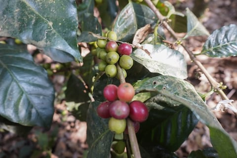 “La mejor finca de café de especialidad del mundo está en Ecuador”: exportador Jairo Sanguña destaca calidad del producto