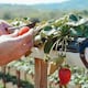 Ofertan empleo agrícola en España para trabajadores ecuatorianos