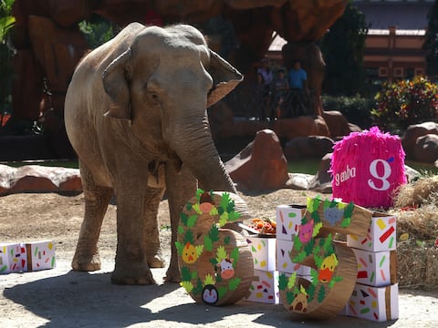 Trompita: una elefanta “abuelita” de más de 3.500 kilos que desafía las estadísticas de la biología