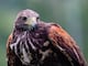 eBird Ecuador reúne el trabajo de miles de observadores de aves expertos y aficionados en una plataforma digital