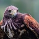 eBird Ecuador reúne el trabajo de miles de observadores de aves expertos y aficionados en una plataforma digital