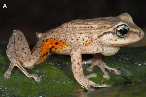 Tres ranas que se camuflan entre hojas de bambú fueron descubiertas en el sur de Ecuador