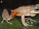 Tres ranas que se camuflan entre hojas de bambú fueron descubiertas en el sur de Ecuador