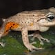 Tres ranas que se camuflan entre hojas de bambú fueron descubiertas en el sur de Ecuador
