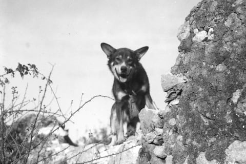 De mascota a recluta: el perro de guerra más condecorado de la historia de Estados Unidos