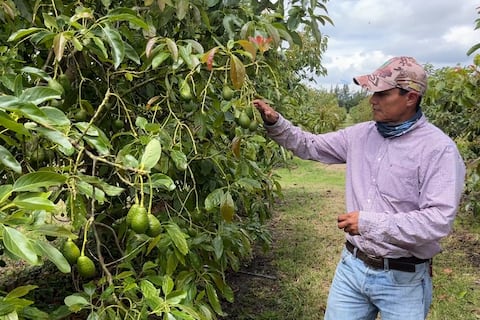 Aguacate manabita