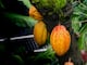 Investigadores descubren hongo contra plaga de ‘chinches del cacao’ en la Amazonía de Perú