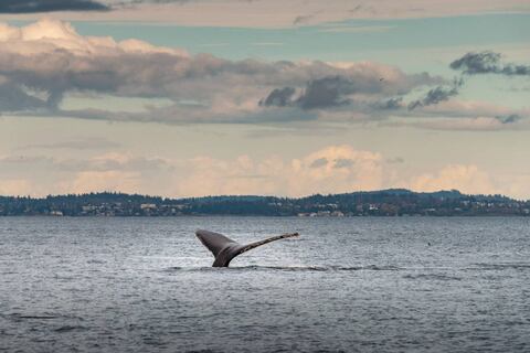 El misterioso silencio de las ballenas alarma a los científicos: el canto de estos mamíferos disminuye en las costas de California
