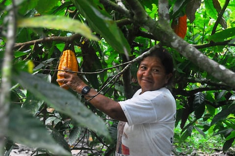 Cacao, con avance de más del 90 % en el cumplimiento del reglamento contra deforestación de la Unión Europea