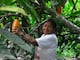 Cacao, con avance de más del 90 % en el cumplimiento del reglamento contra deforestación de la Unión Europea