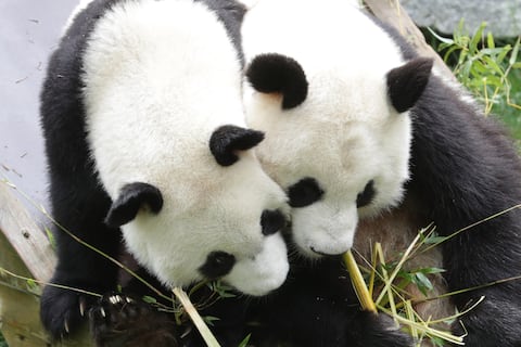 ¿Por qué se celebra hoy el Día Nacional del Oso Panda?