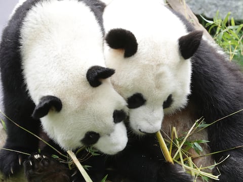 ¿Por qué se celebra hoy el Día Nacional del Oso Panda?